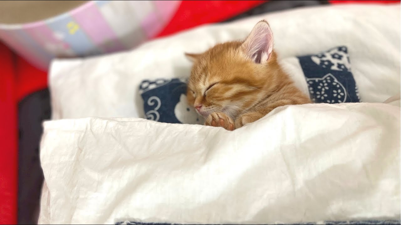 お布団でお行儀よく熟睡するマンチカンの子猫がかわいい💓 Munchkin Kitten Sleeping💓