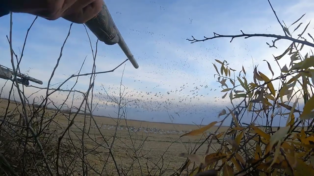Epic Goose Hunting in Saskatchewan: Chasing Massive Flocks in Canada