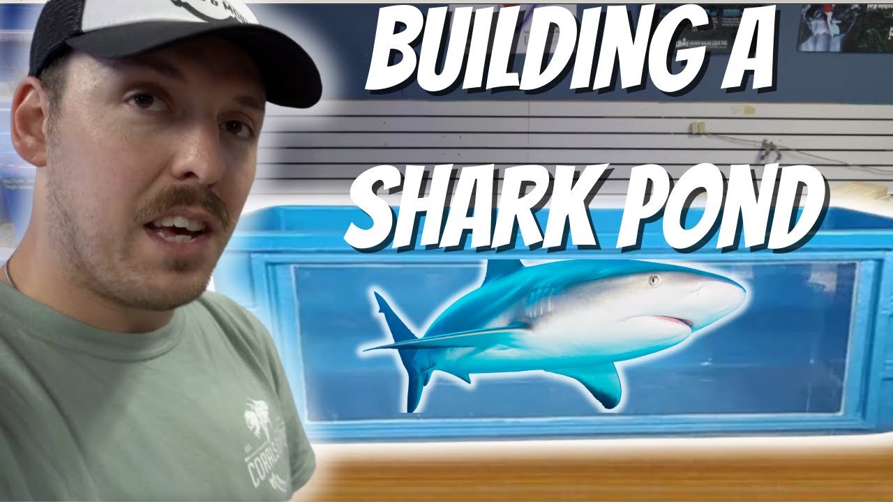 We BUILT A SHARK POND in our Business