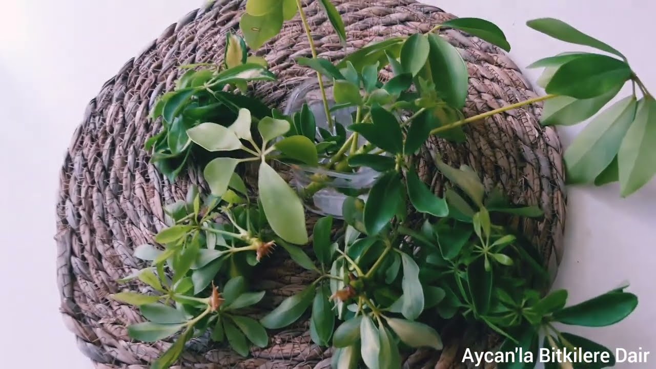 #ŞEFLERA BİTKİSİNİN #(SCHEFFLERA) &Ccedil;ELİKLERİ KA&Ccedil; G&Uuml;NDE K&Ouml;KLENMEYE BAŞLAR?