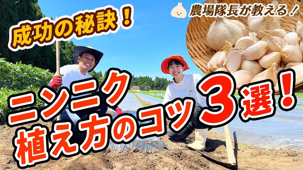 有機栽培のプロが教える！ニンニクの植え付け方【植え付けの時期・適期・種の選び方・植え方】