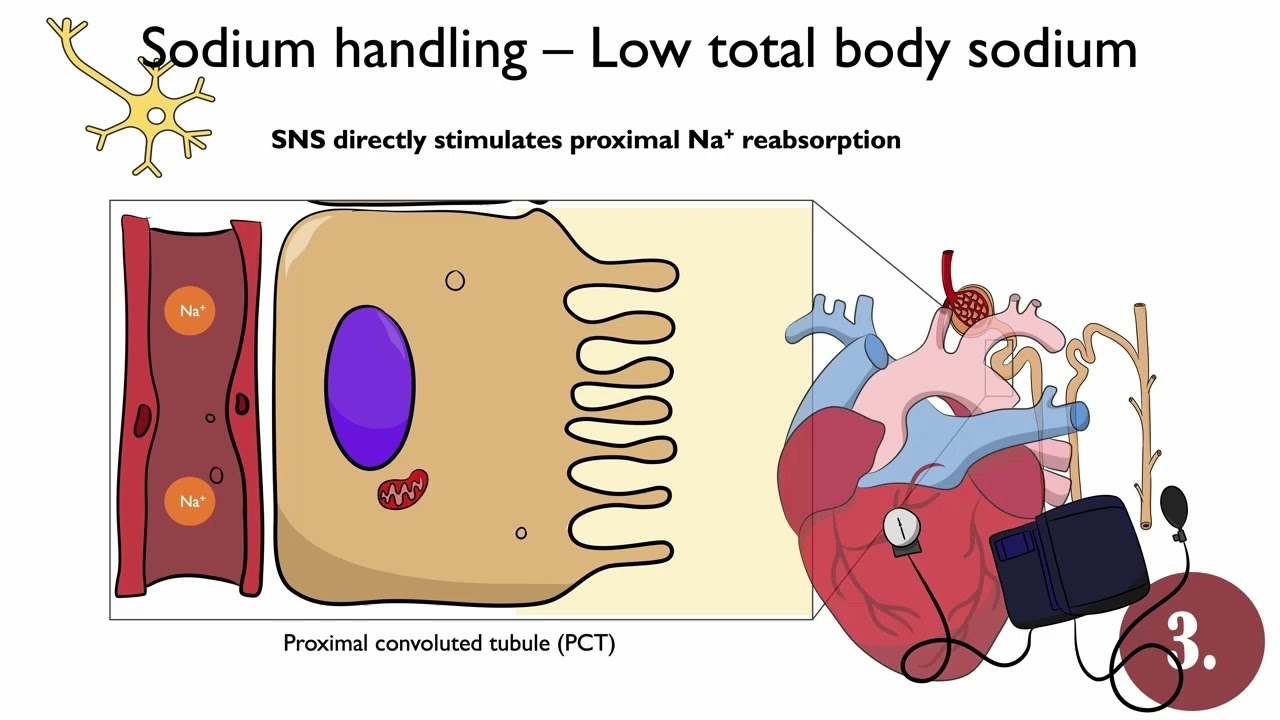 Renal Sodium Handling in Hypovolemia — RAAS, Aldosterone, and Volume Regulation