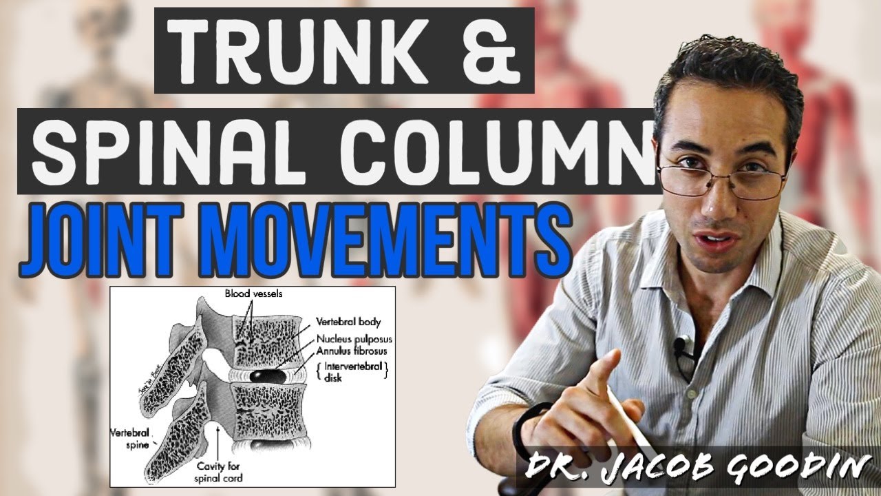 Trunk & Spinal Column Anatomy: Joint Movements