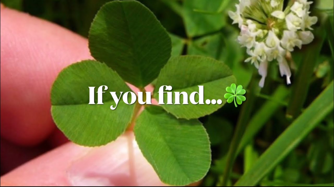 If you find a 4 leaf clover - spiritual and symbolic meaning #4leafclover #shorts
