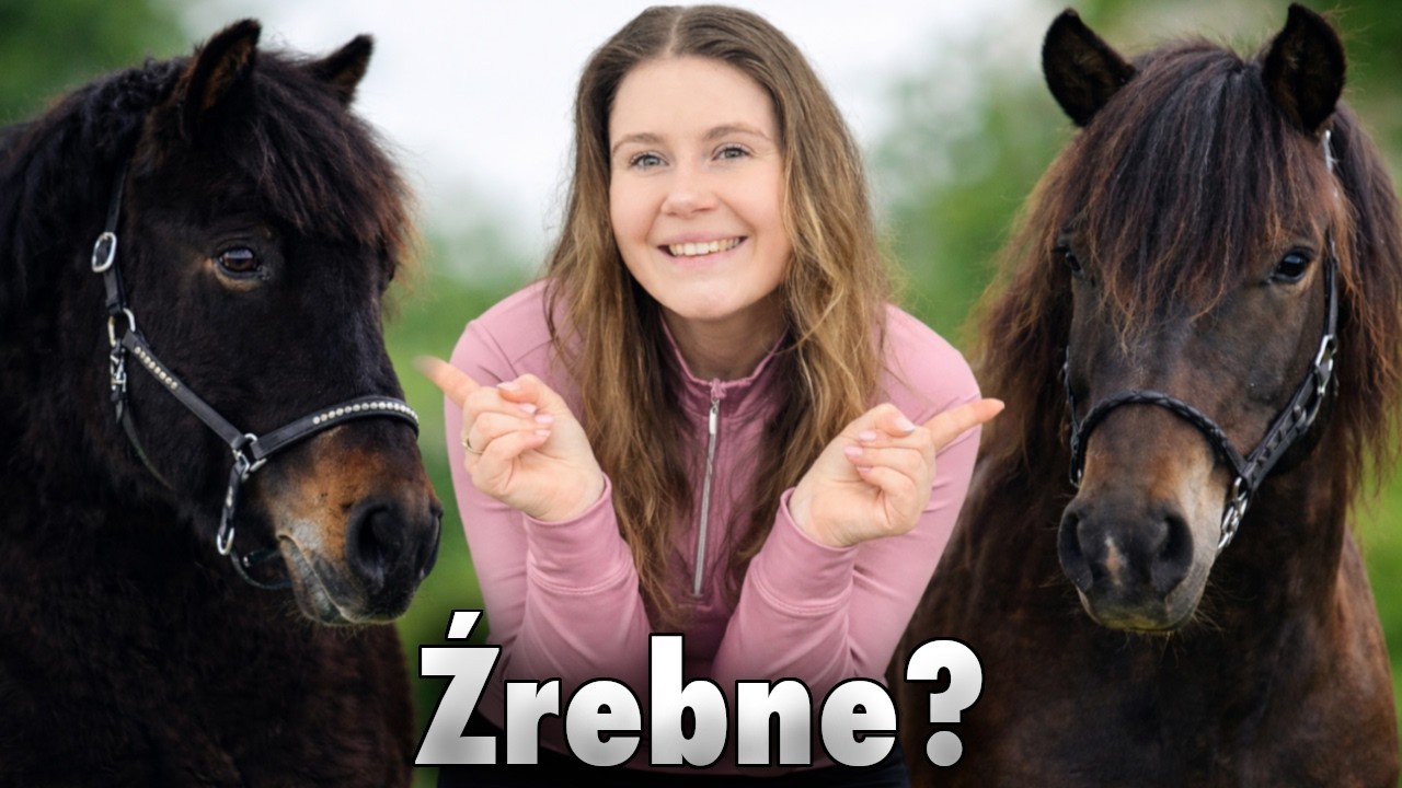 CZY HUCUŁKI SĄ ŹREBNE? | VLOG #425