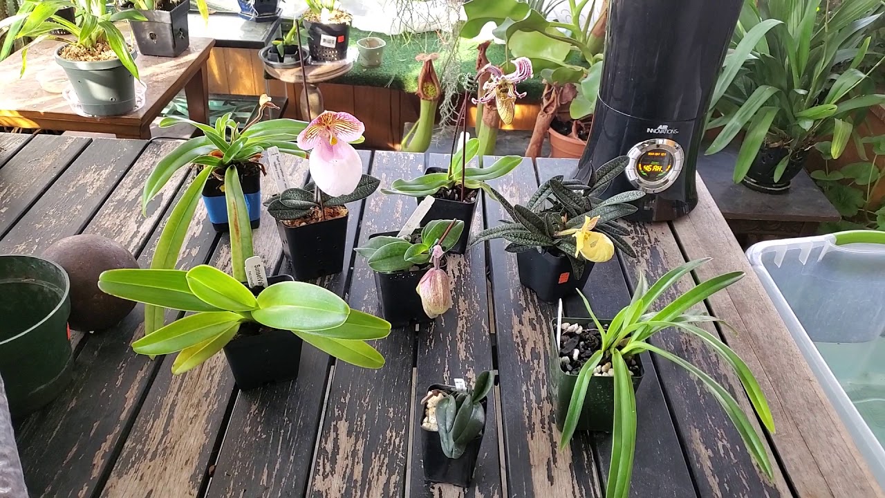 Paphiopedilum care