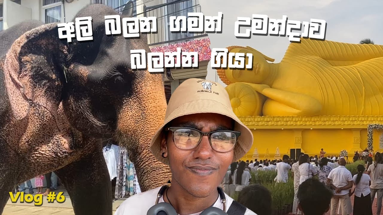 අලි බලන ගමන් උමන්දාව බලන්න ගියා | A Close-Up with Elephants! A Sacred Temple Journey 🐘☸✨ | Shaanu