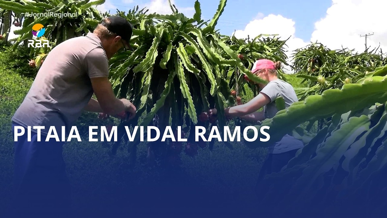 Casal de Vidal Ramos transforma pitaias em fonte de renda extra