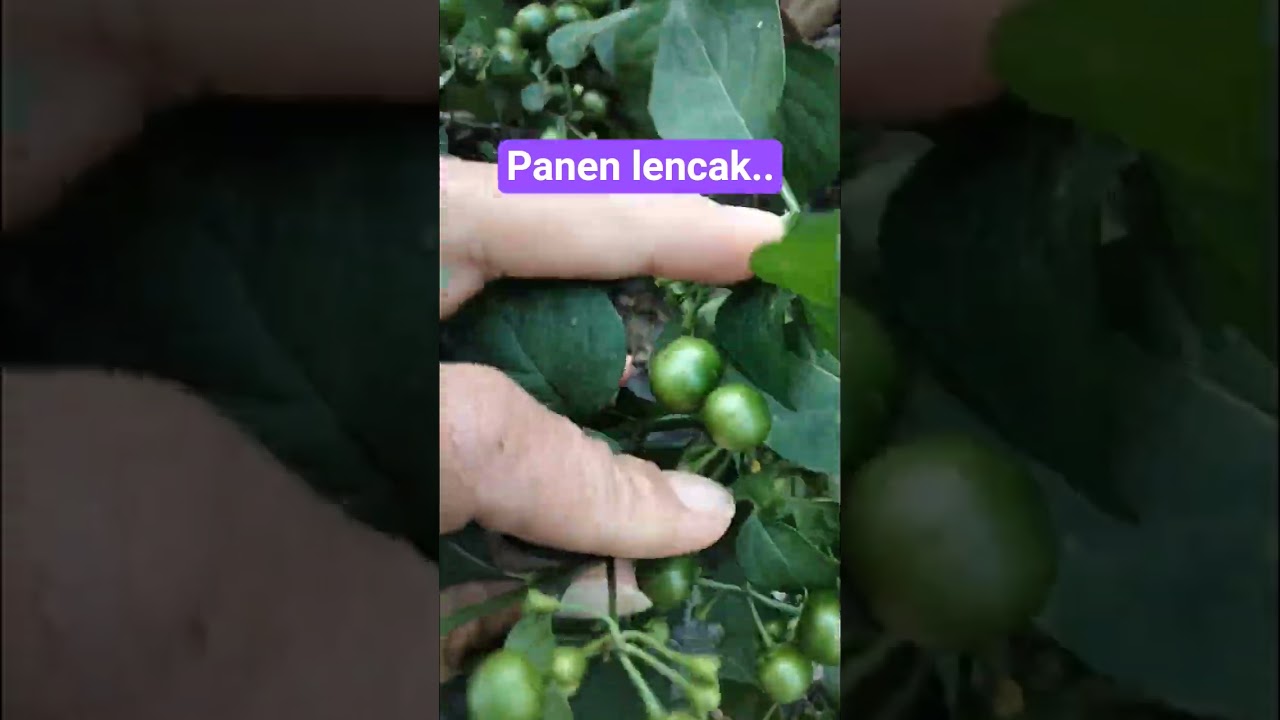 lencak launca 