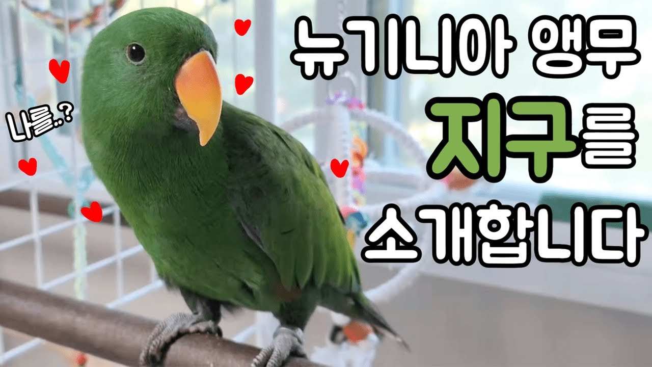 [지구] 뉴기니아 앵무 지구를 소개합니다!
