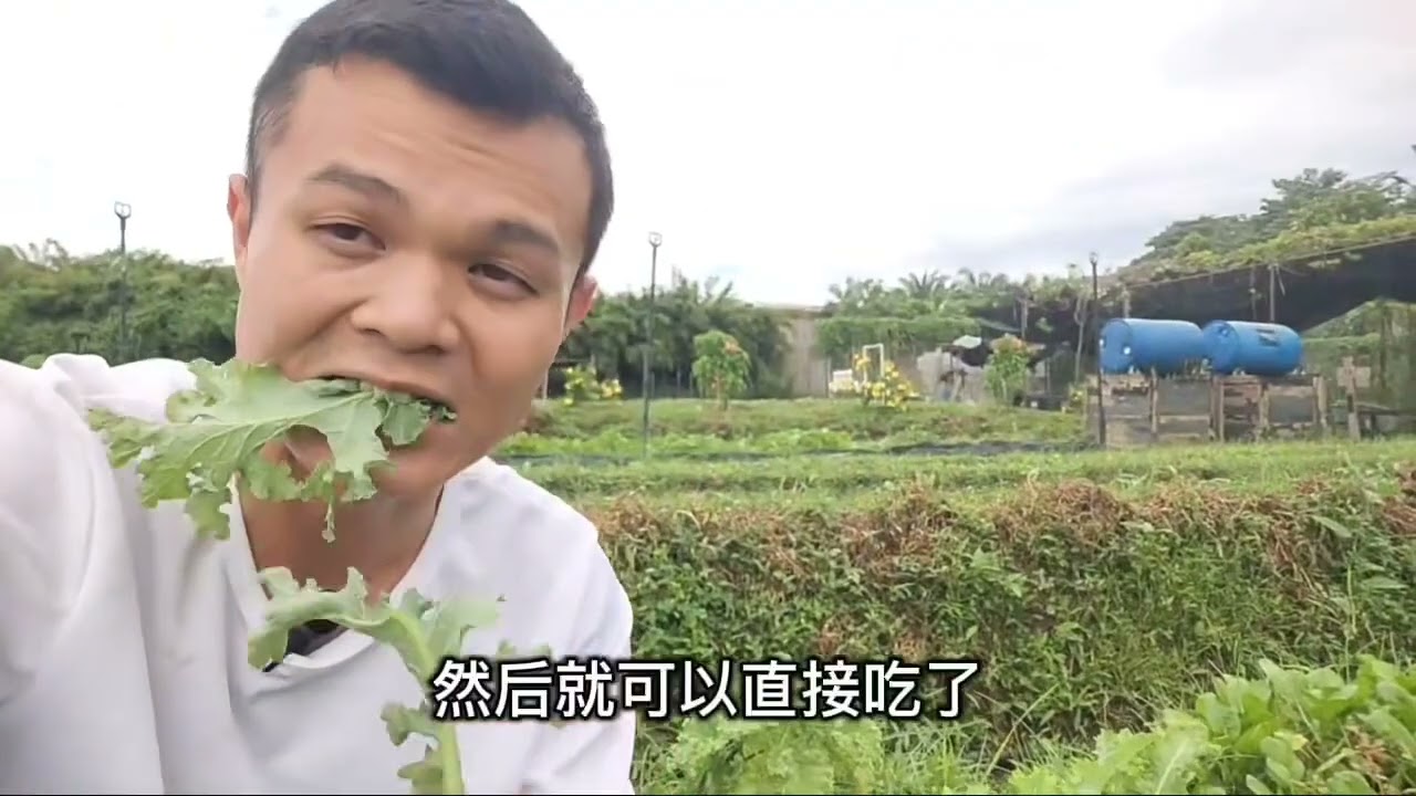 羽衣甘蓝Kale对一些人来说可能会陌生，但它其实是很有益的蔬菜哦！