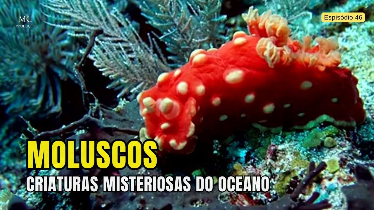 Moluscos Marinhos &ndash; Criaturas Misteriosas do Oceano