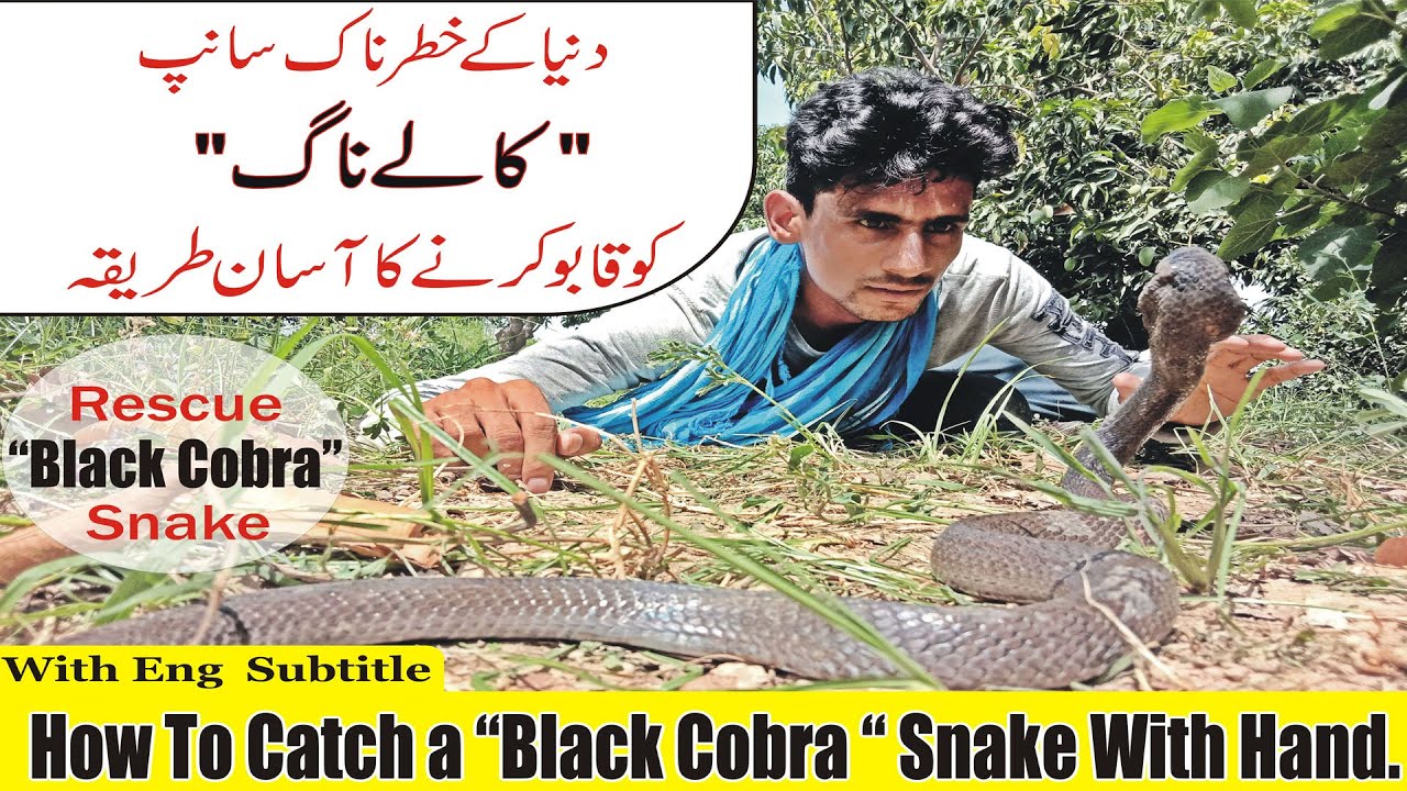 Indian Cobra Snake | Highly venomous snake rescue encounter | Snake Discovery 