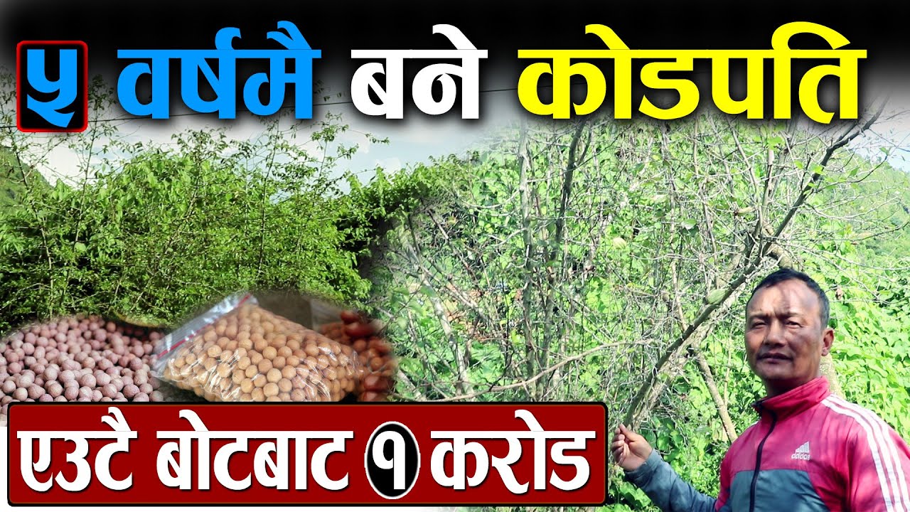 ५ वर्षमै बुद्ध चित्तको खेतीबाट बने करोडपटि, एउटै बोटबाट करोडौ कमाई || Buddha Chitta farming in nepal