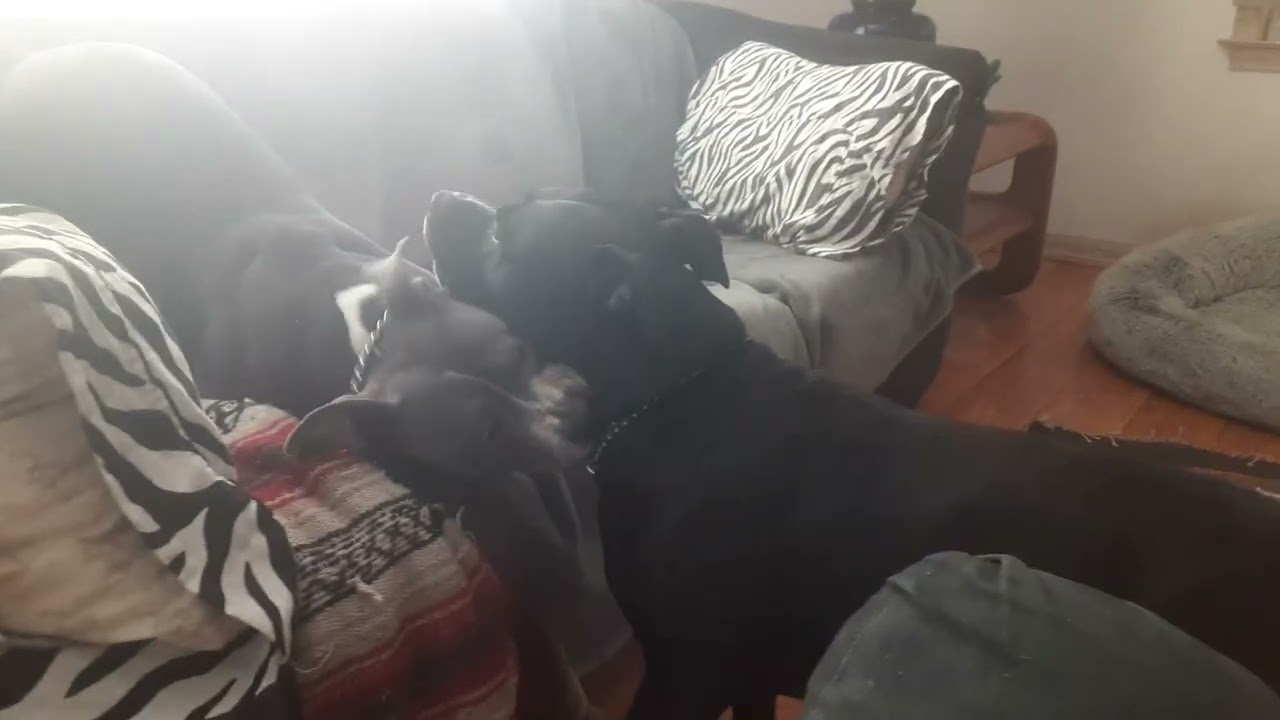 Friday am, after breakfast w/ Gypsy n Raine ❤️🐾