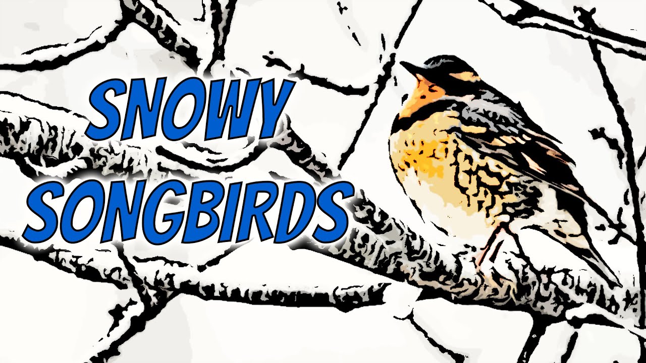 Winter Birding on Vancouver Island: Spotting Varied Thrush, Pine Siskin & More!