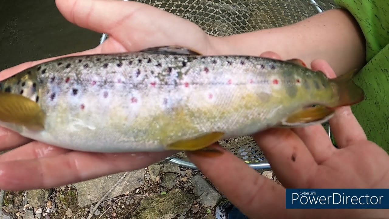 Erfolgreich auf Bachforellen am Bach mit wurm 🎣🐟🪱