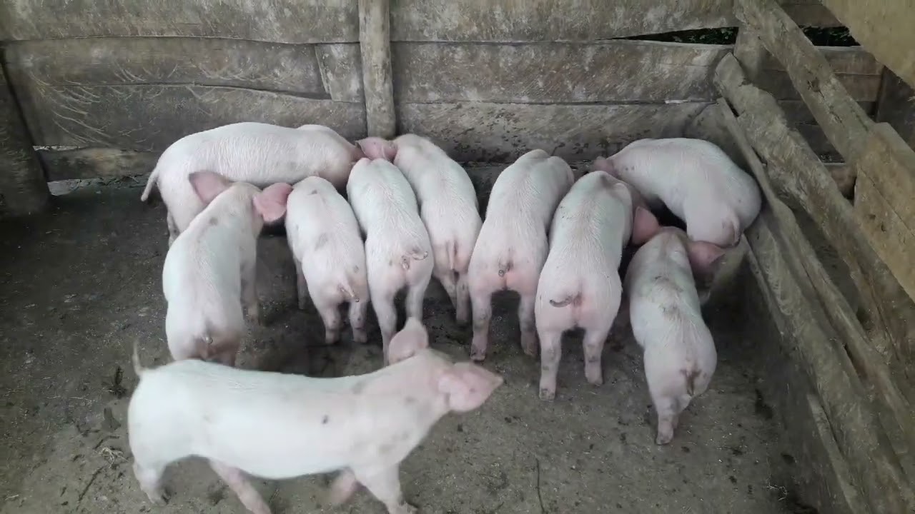 Rulindo Rusiga pig farm (ubworozi bw Ingurube Rulindo Rusiga