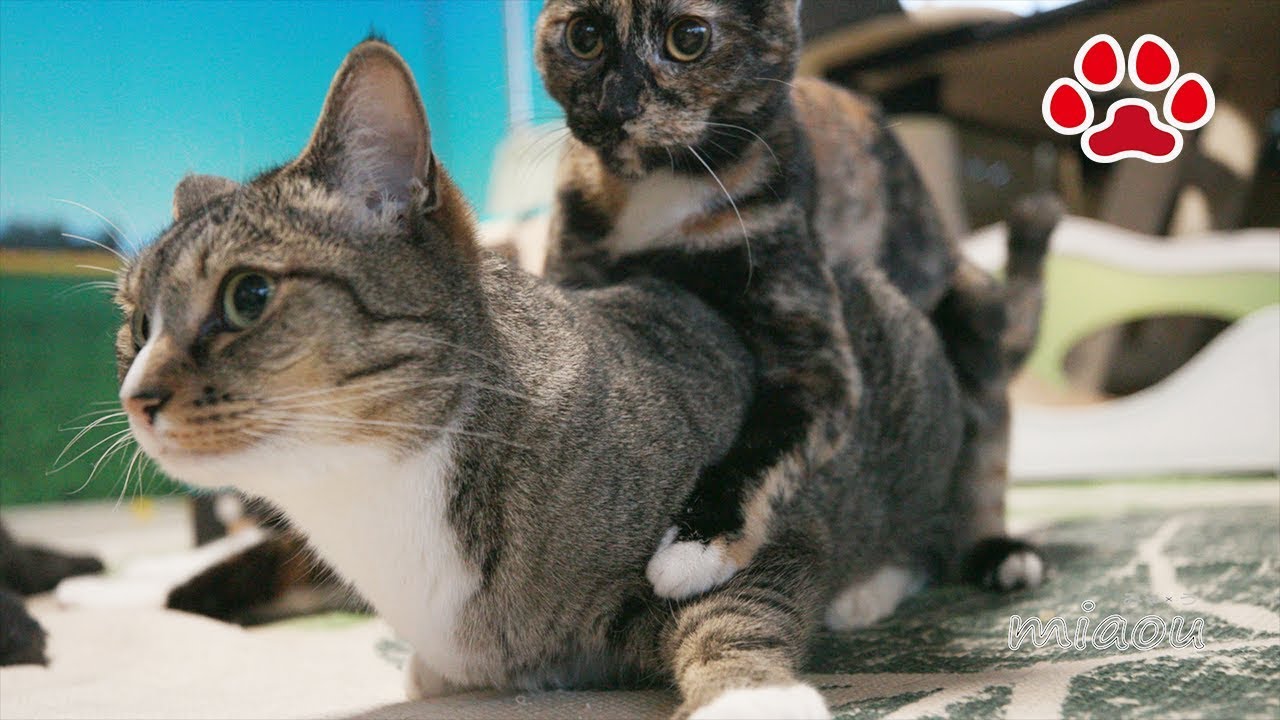子猫らな、みみにおんぶしてもらった【瀬戸のらな日記】Mimi gave kitten Lana a piggyback