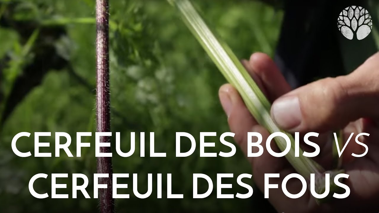Cerfeuil des bois vs cerfeuil des fous