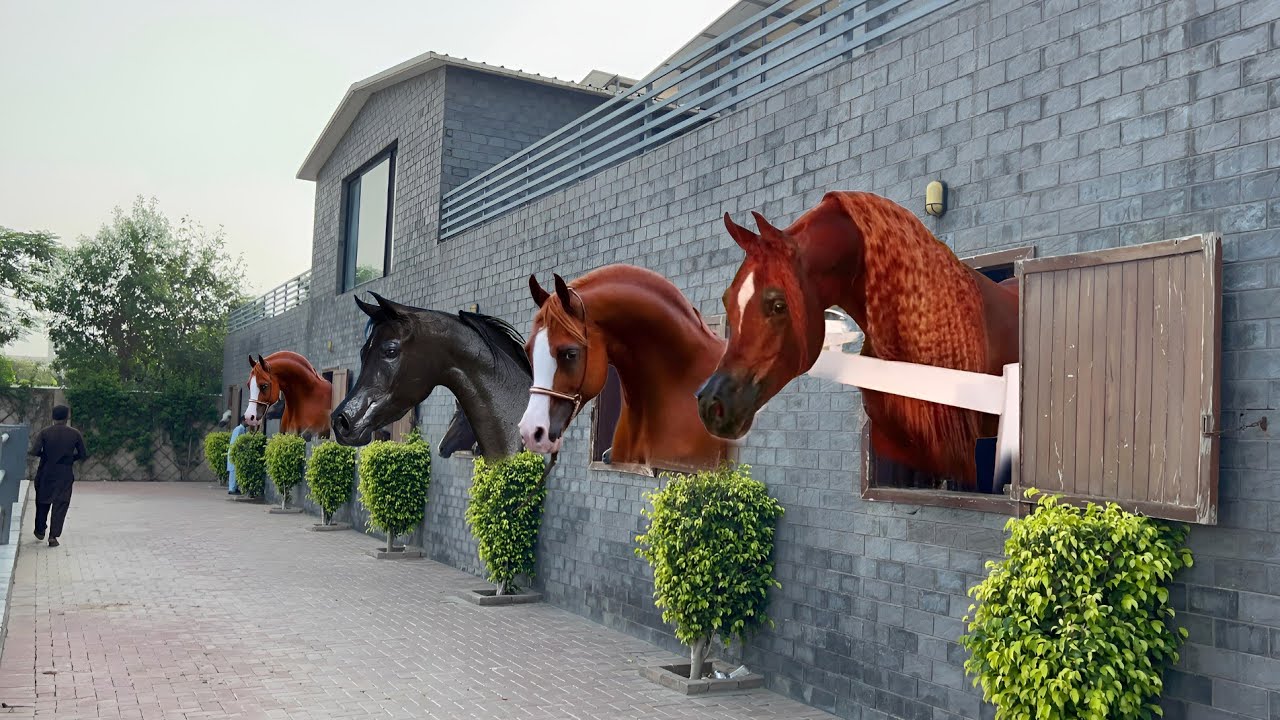 Pakistan Modern Farm of Imported Horses || TM Stud Farm #horse #farming #business 