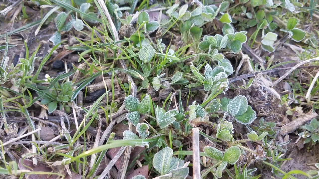 Frost Seeding a Pasture
