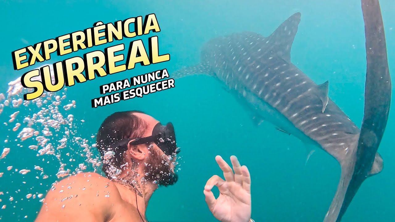 262 | Cara a cara com o gigante dos mares: nadamos com o Tubarão Baleia - Seychelles -  Pt.03