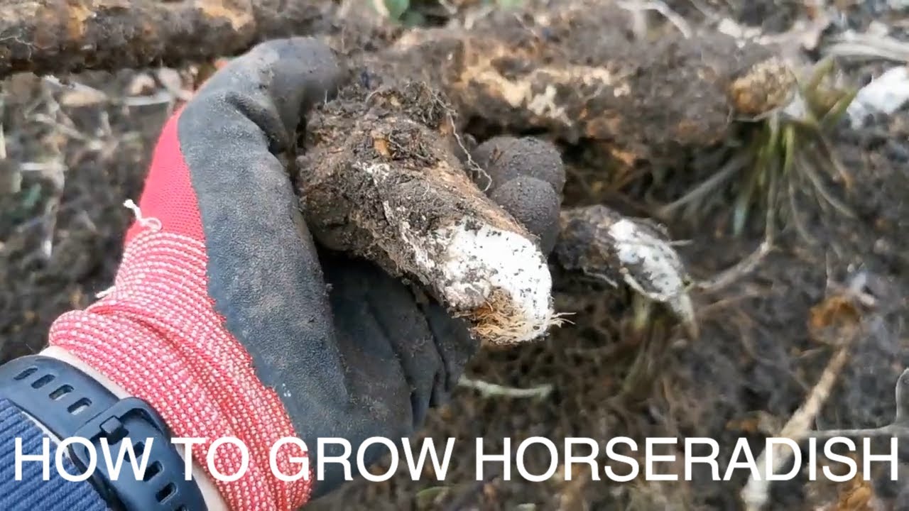 How To Grow Horseradish