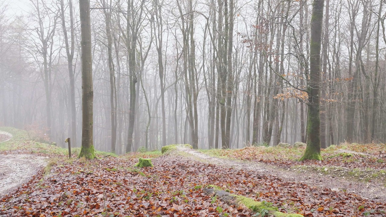 Winter Woodland — 20 Minutes of Quiet Fog | Dorset
