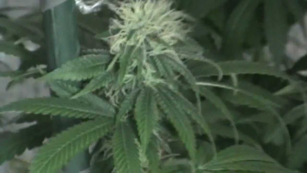Liquid Butter Flowering Week 5