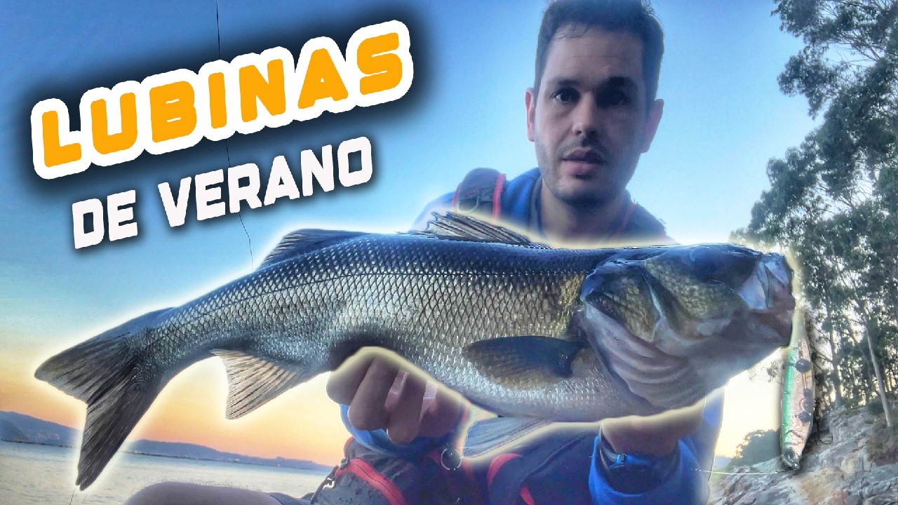 Así pesco LUBINAS a SPINNING en verano 🌊🎣 [GALICIA]
