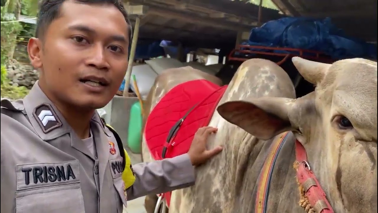 Sapi mas bhabin