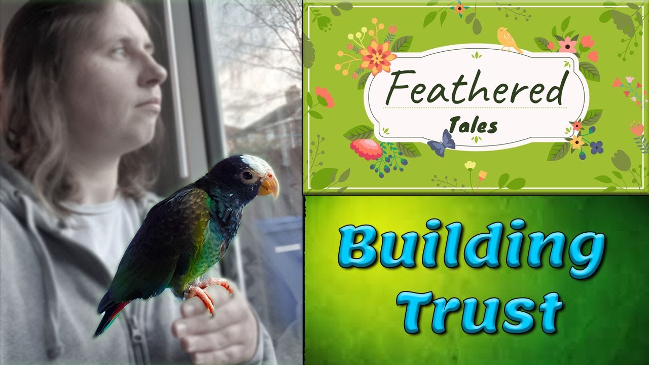 Pionus Parrots' Second Day in New Home