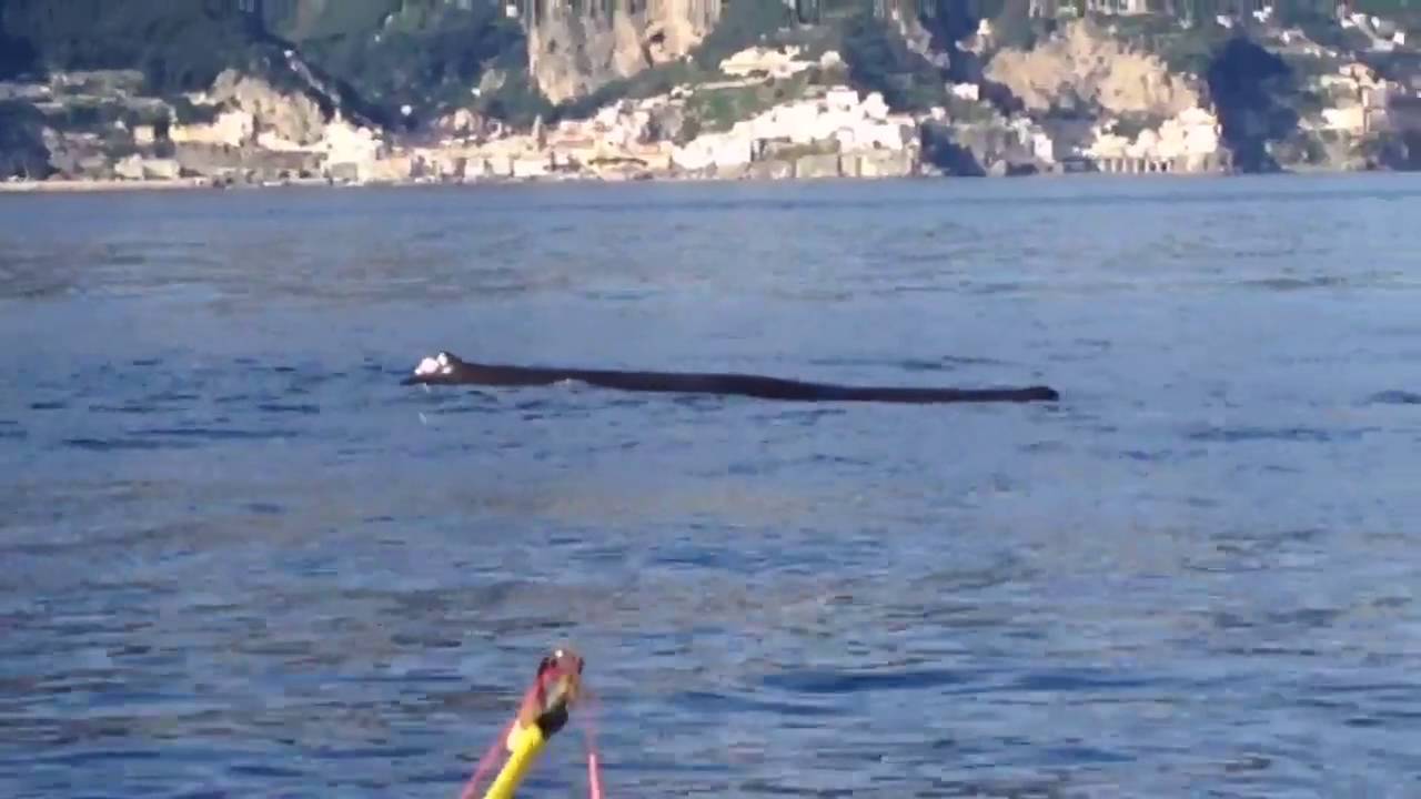 Delfini e capodogli nella Costiera Amalfitana