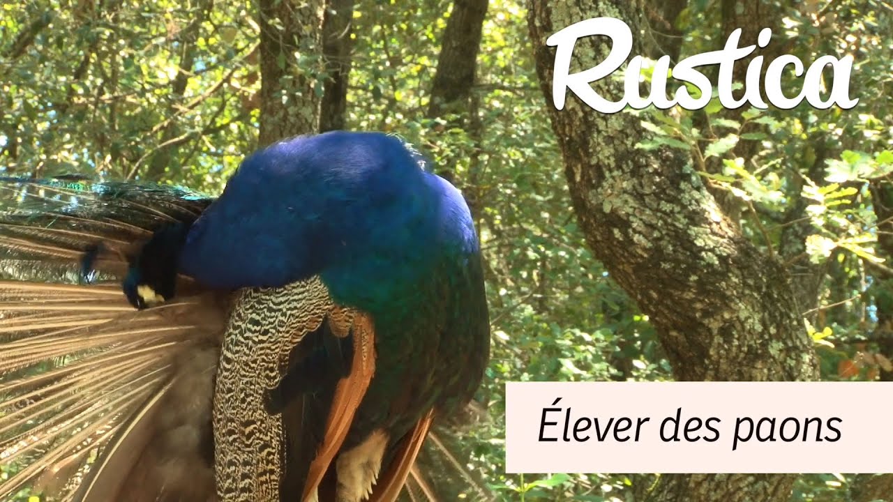 Élever des paons