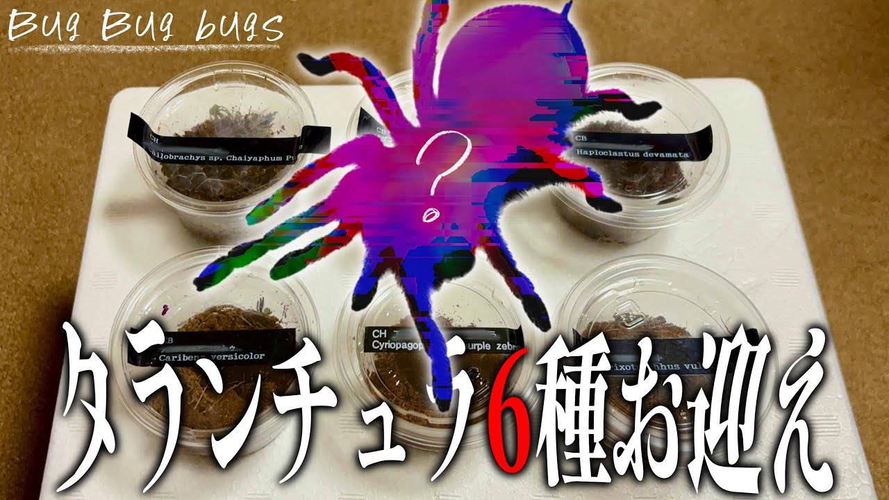 奇蟲専門店にてタランチュラ6種類をお迎えしました！