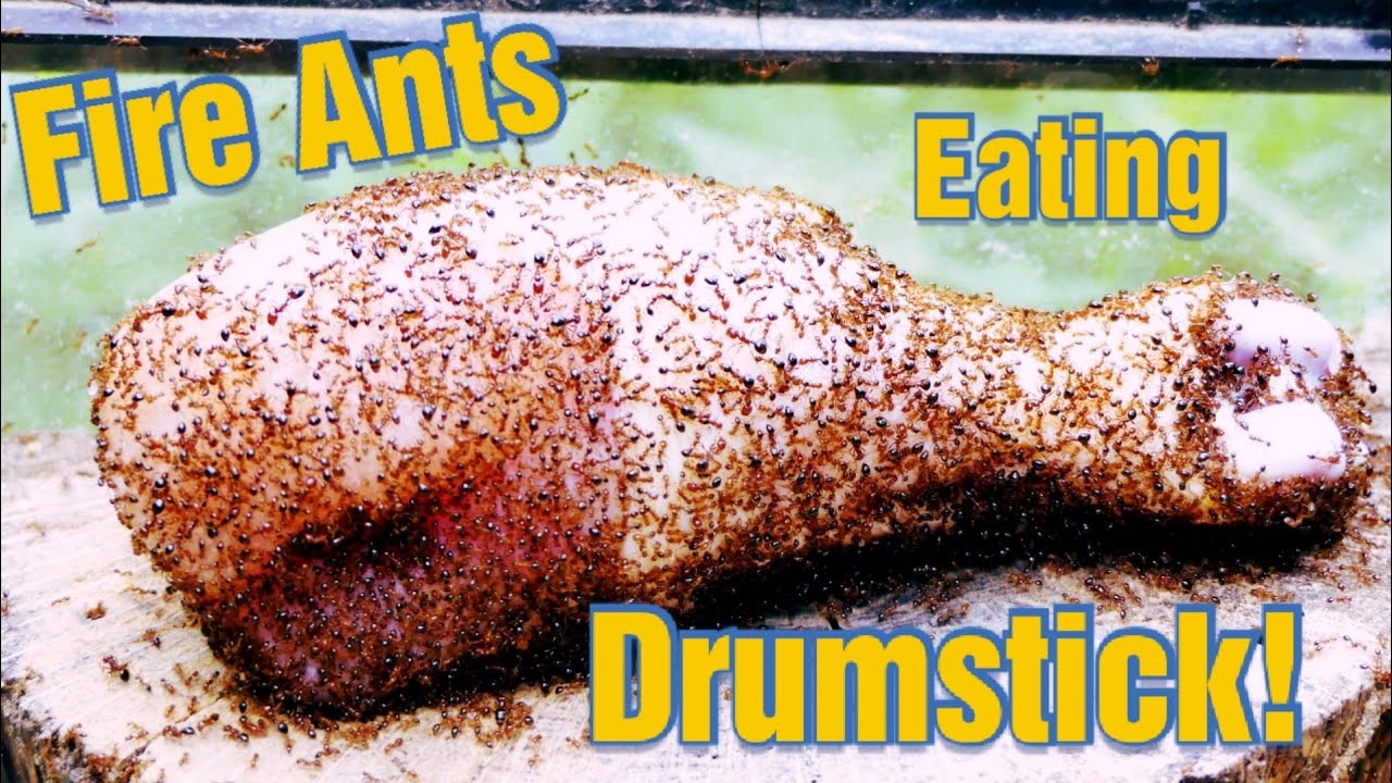 These Ants Love Eating A Big Chicken Drumstick! Ants vs Chicken Time Lapse