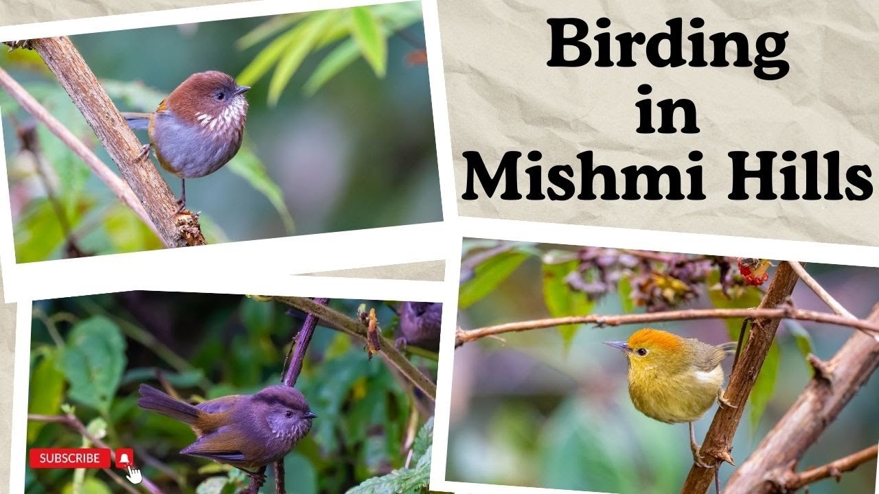Birding in the Mishmi Hills November 2023 Part 1 | Mishmi Hills | Mayodia Pass