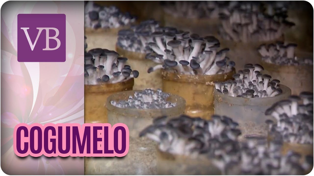 Produção e Benefícios do Cogumelo - Você Bonita (18/11/16)