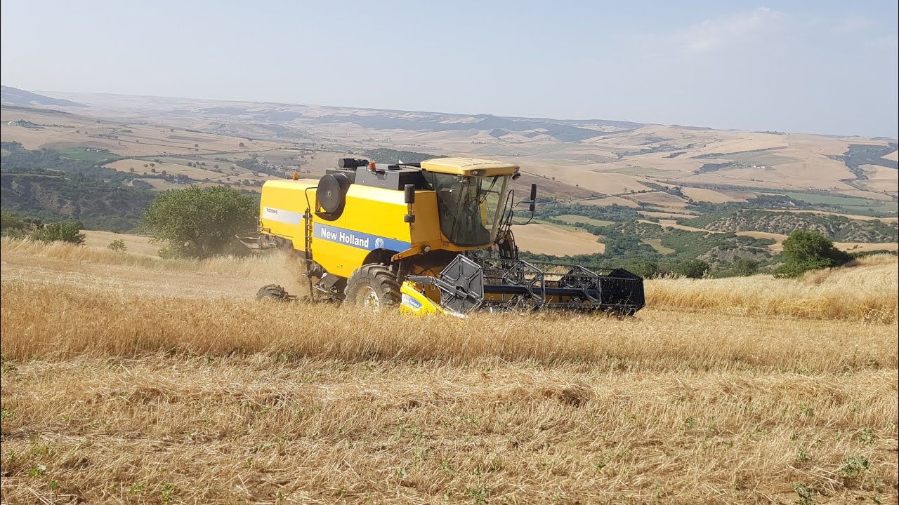 Trebbiatura 2022 Team Azienda Agricola Salerno Grottole (Mt)  New Holland TC.5080 #agriculture