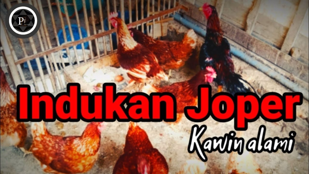 Usaha penetasan ayam joper. Skala rumahan dengan kawin alami.