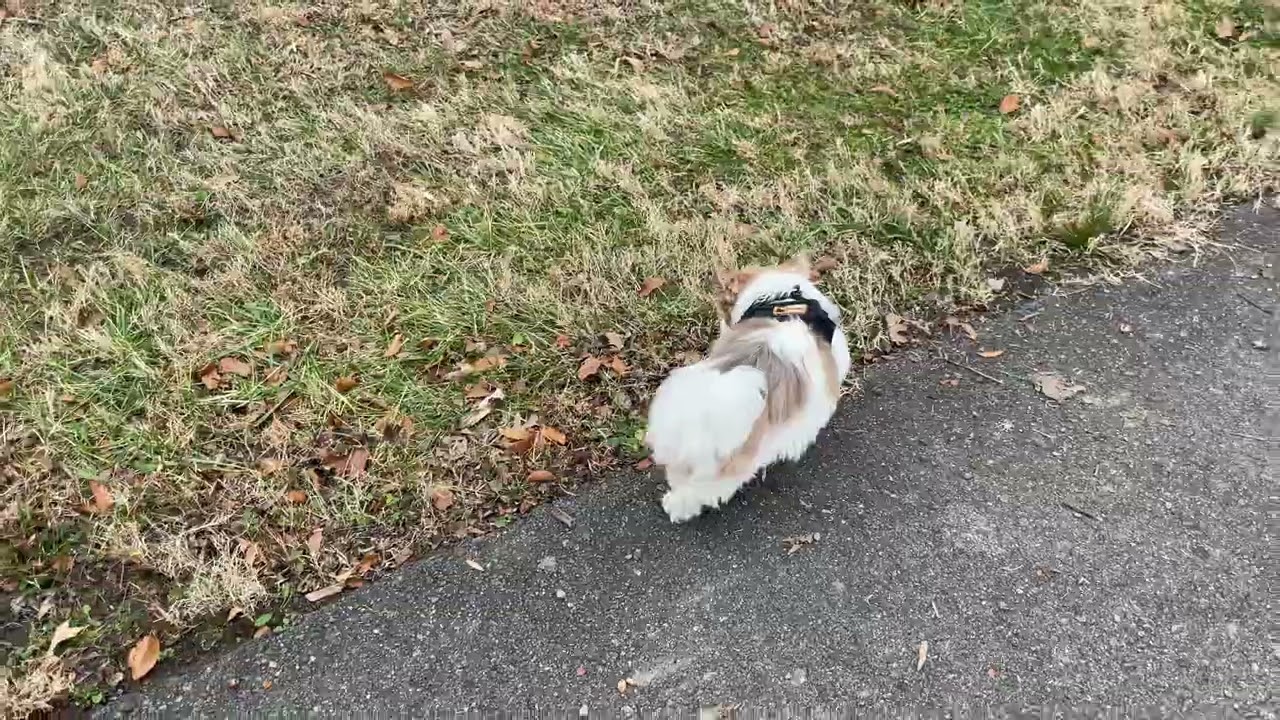 A walk in the park   🏞️￼