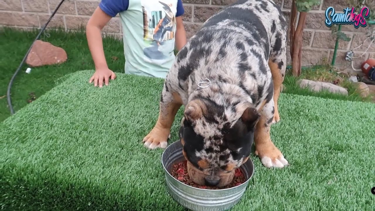 ASI ALIMENTO A MIS CACHORROS BULLY | CONSEJO ALIMENTACION Y CUIDADOS