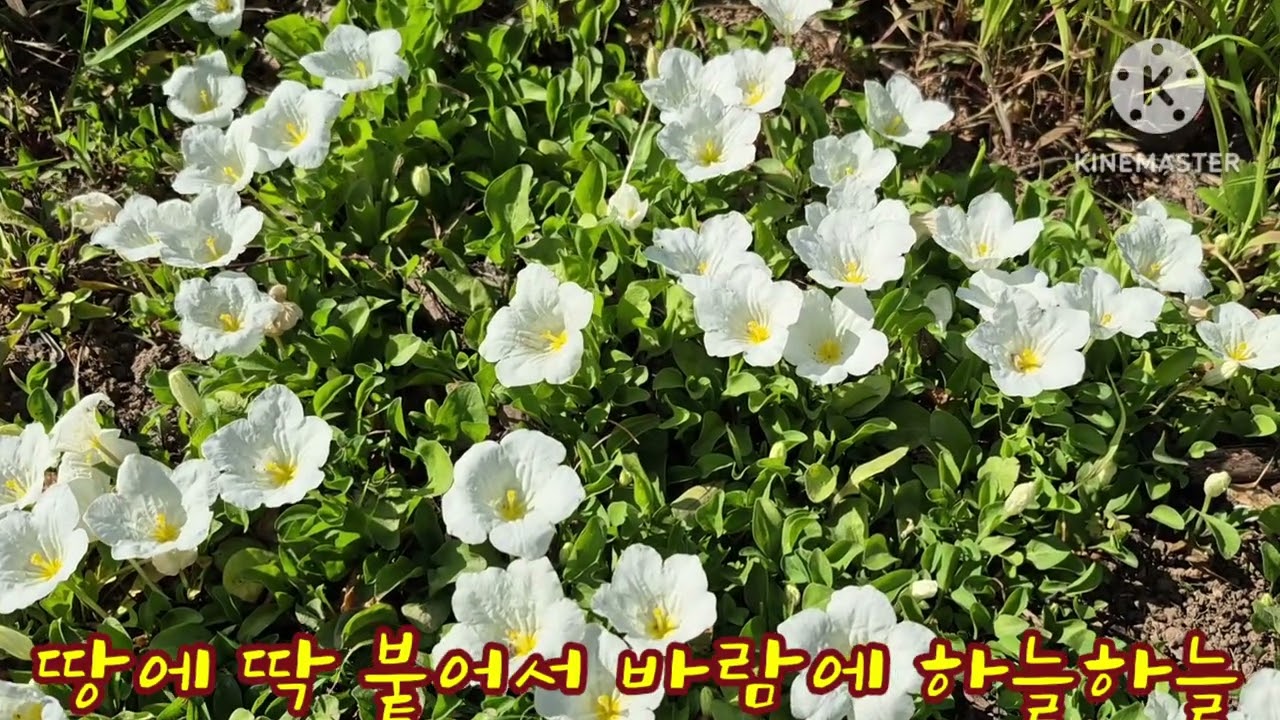 *지피식물* 은잔화 *숙근다년초* 개화기간 길어요. 번식력. 노지월동. 잘해서 지피식물로 최고입니다.
