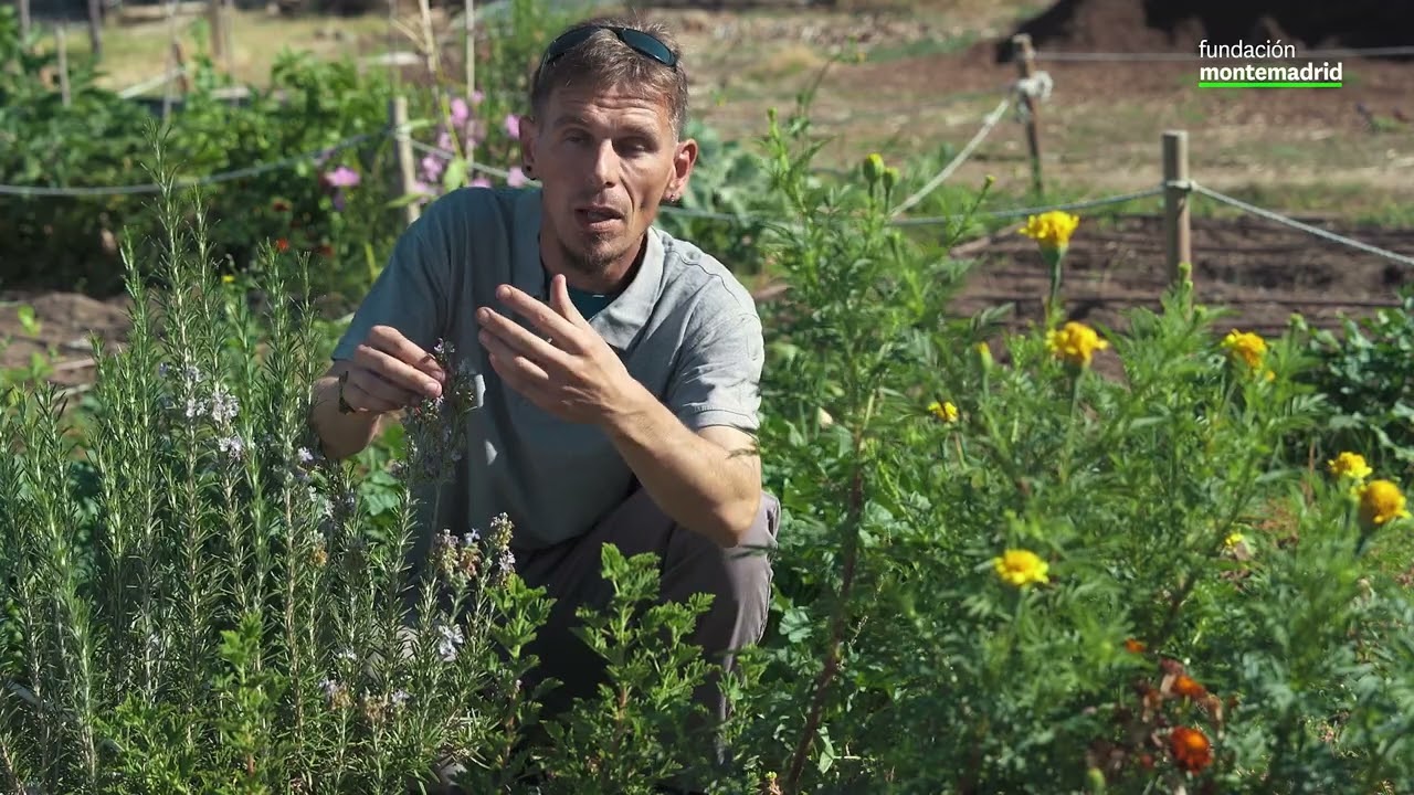 Tutorial Plantas Auxiliares. Huertos Montemadrid de Fundaci&oacute;n Montemadrid