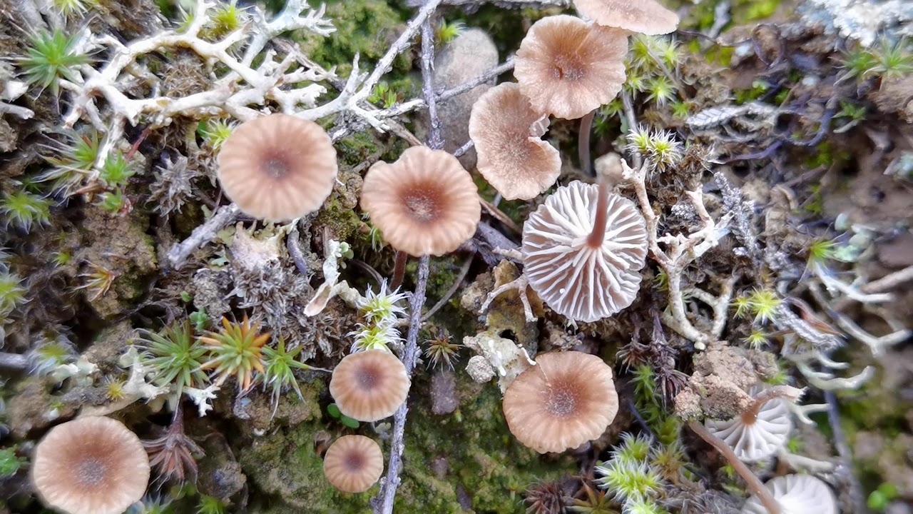 Fructificaci&oacute;n de un basidioliquen del g&eacute;nero Lichenomphalia