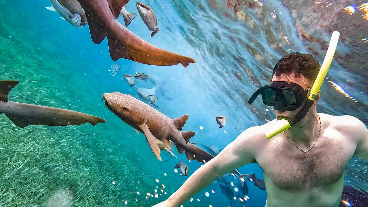 Snorkeling in San Pedro, Belize: Hol Chan Marine Reserve and Shark Ray Alley