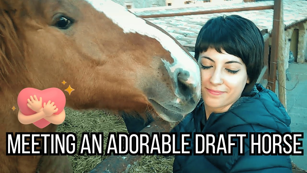 Meeting an ADORABLE DRAFT horse