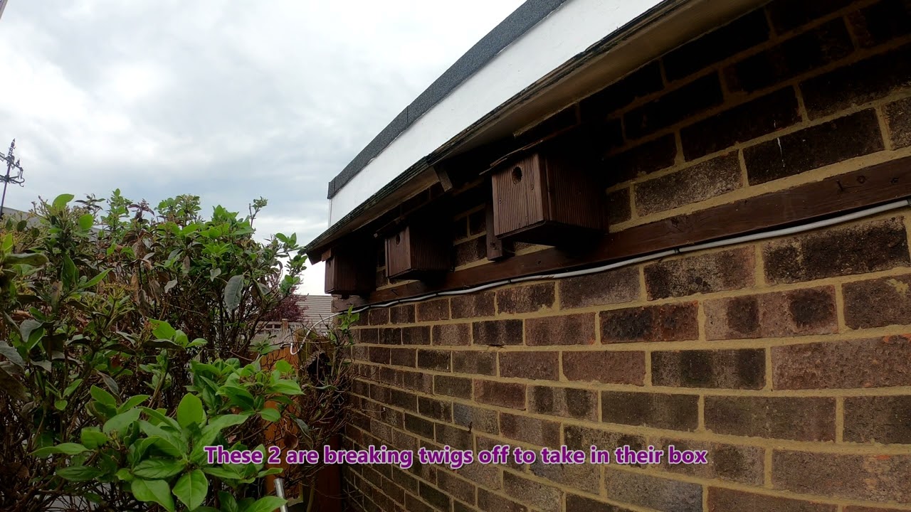 Bird box activity in our garden