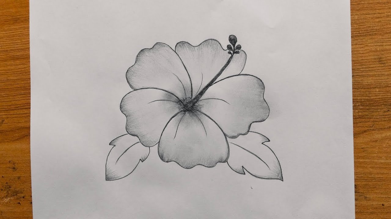 Learn how to draw hibiscus flower drawing easy step by step drawing tutorial 